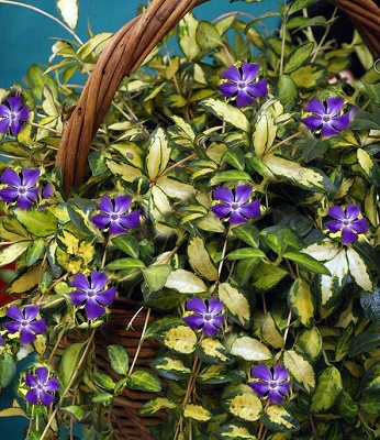 Барвінок "Illumination"