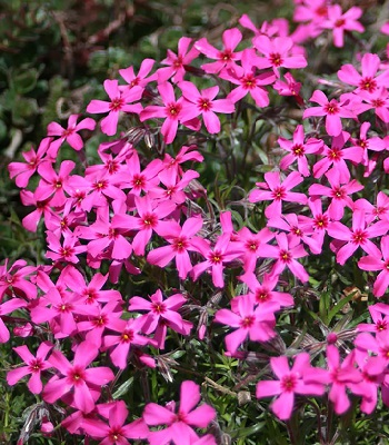Флокс шиловидний "Crimson Beauty"