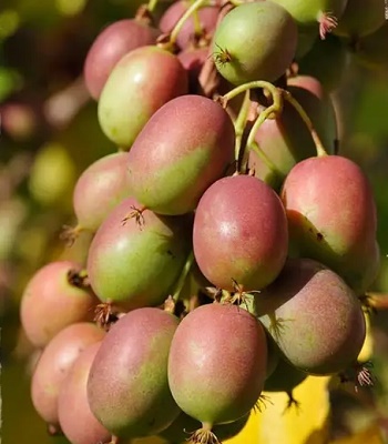 Актинідія аргута "Domino" 