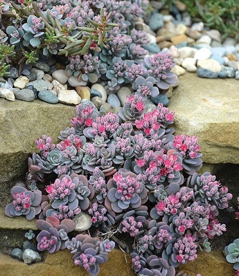 Очиток "Rosenteppich" 