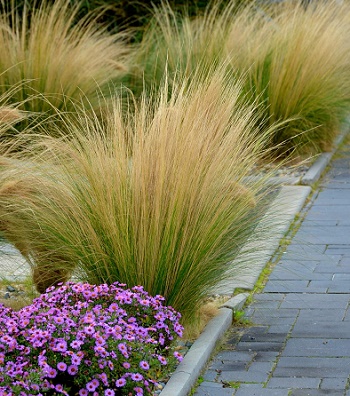 Stipa "Pony Tails"