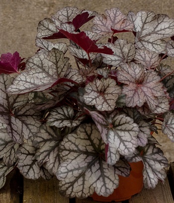 Гейхера "Glitter"