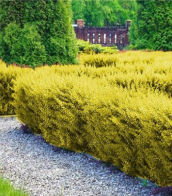 Барбарис "Golden Tower" 