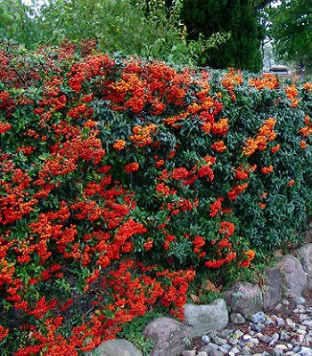 Піраканта "Red Cushion" 