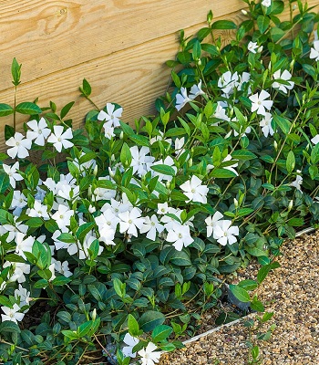 Барвінок "Gertrude Jekyl" 