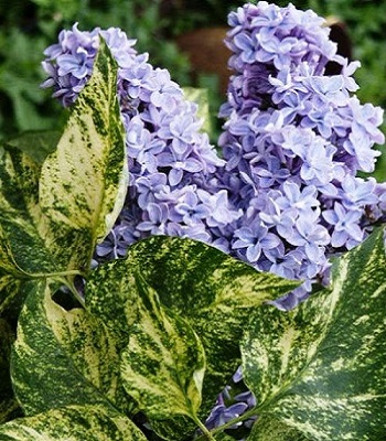 Бузок "Aucubaefolia" 