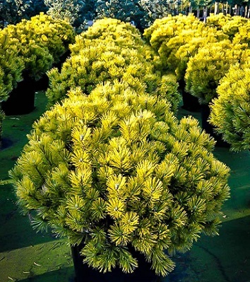 Сосна гірська "Goldcoin Weiss" (Привита)