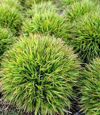 Ожика волосиста "Igel"