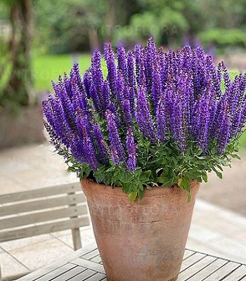 Шавлія "Rianne Purple"