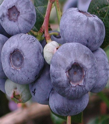 Лохина "Herbert" 