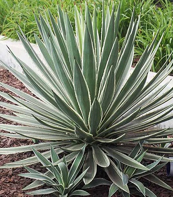 Юкка "Variegata" 