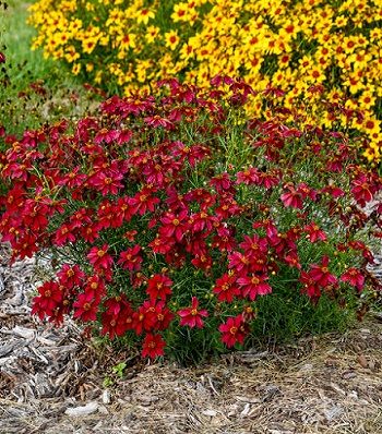 Кореопсіс "Ruby Red" 