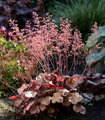 Гейхера "Brown Sugar" 