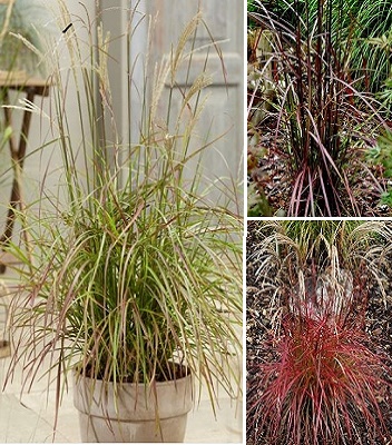 Miscanthus sinensis "Ruby Cute"