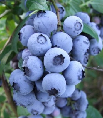 Лохина "Elizabeth" 