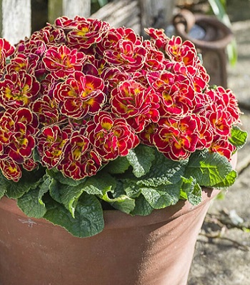 Примула "Belarina 'Sunrise Ruby" 