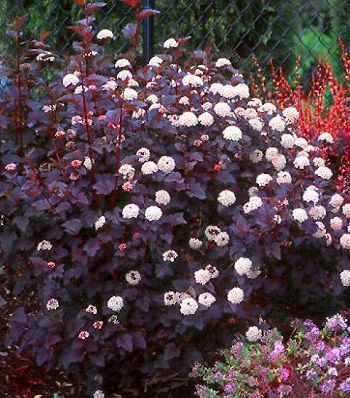 Пухироплідник "Diabolo" 