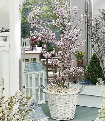 Сакура японська "Kojo-No-Mai" 