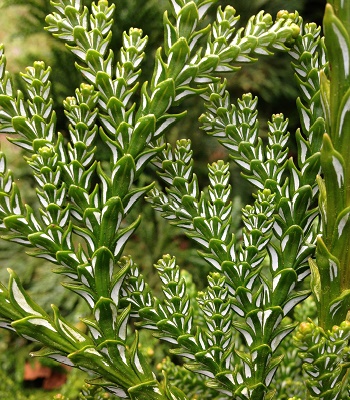 Туєвик долотовидний "Hondai" 