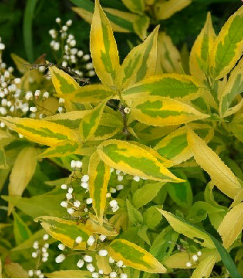 Дейція "Variegata" 