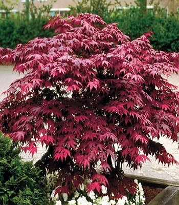 Клен пальмолистний "Atropurpureum"