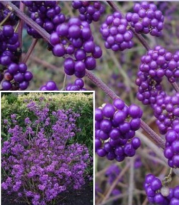 Калікарпа "Profusion"