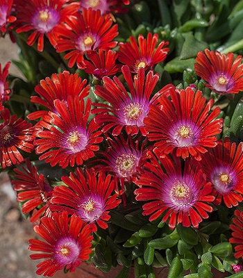 Делосперма "Sundella Red" 