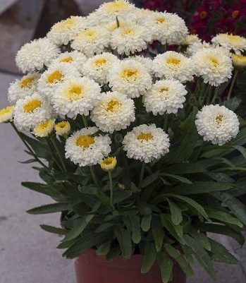 Ромашка "Luna" 