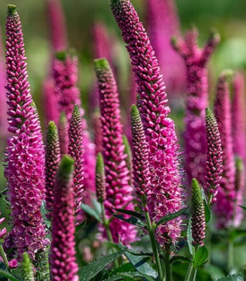 Вероніка "Lancita Pink" 