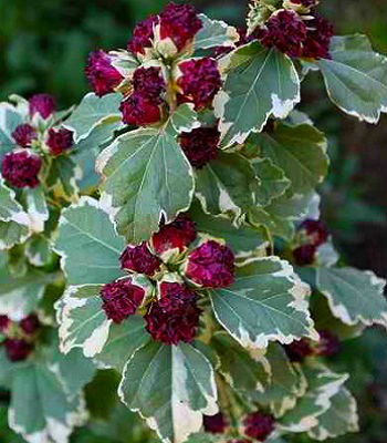 Гібіскус деревовидний "Purpureus Variegatus" 