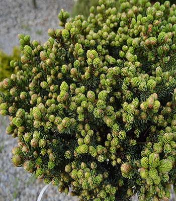 Сосна гірська "Minutifolia" (Привита) 