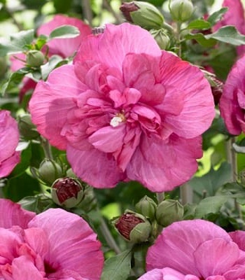 Гібіскус деревовидний "Magenta Chiffon" 