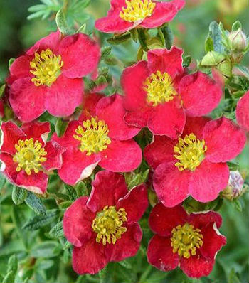 Лапчатка кущова "Danny Boy" 