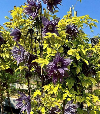 Клематис (княжик) "Luminous Dusk"