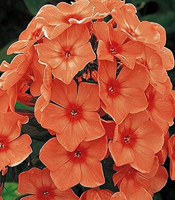 Флокс "Orange Perfection" 