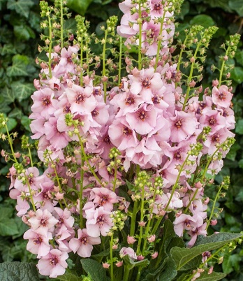 Вербаскум "Rosie"