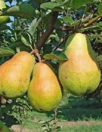 Груша зимова Листопадова