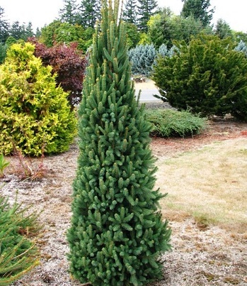 Ялиця біла "Pyramidalis" (Привита) 