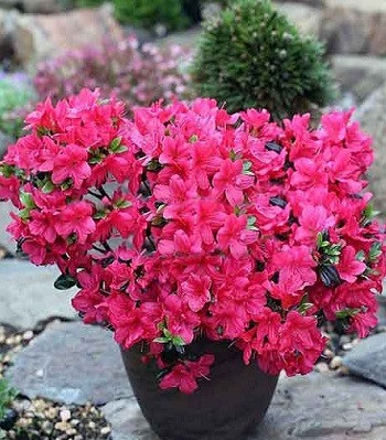 Азалія японська "Diamond Zamelrose"