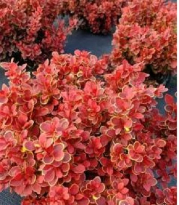 Барбарис "Karlik"