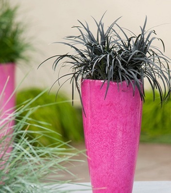 Ophiopogon "Nigrescens" 