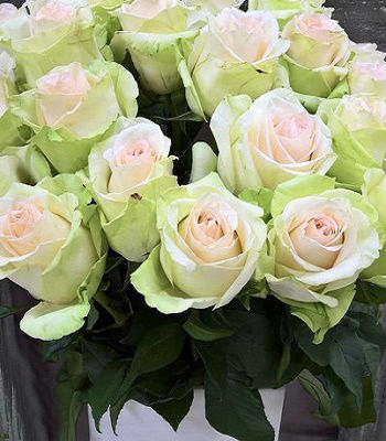 Троянда ч/г "Ла Перла"