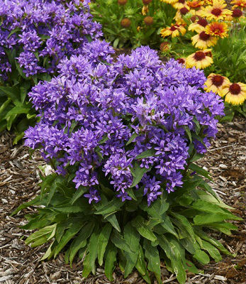 Дзвiночок скупчений "Genti Blue" 