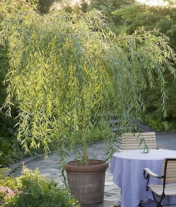 Верба "Dart's Snake"