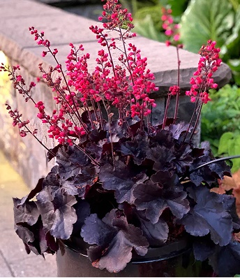 Гейхера "Obsidian" 