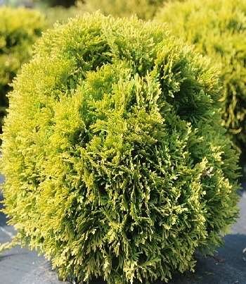 Туя західна "David" 