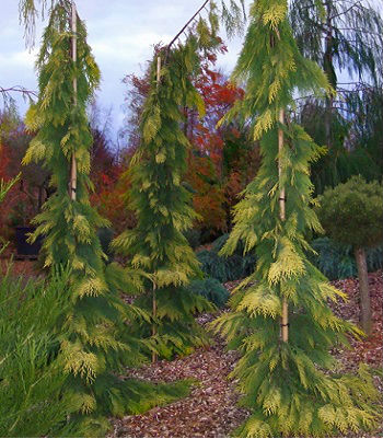 Кипарисовик Лавсона "Filip's Golden Tears"(Привитий)