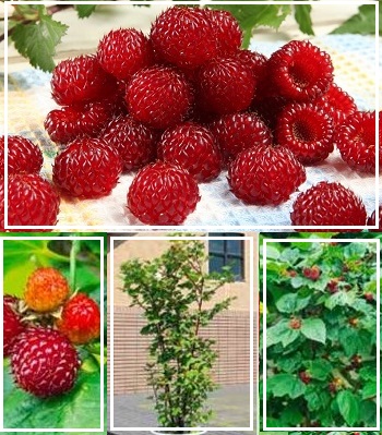 Малина "Raspberry Tower" 