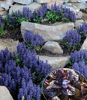 Живучка "Mahogany"