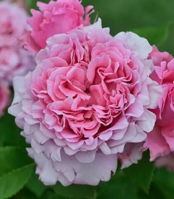 Троянда плетиста "Бенвеню"